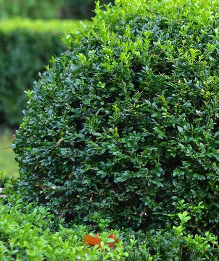 Bama's Landscaping LLC Commercial Shrubs & Hedges