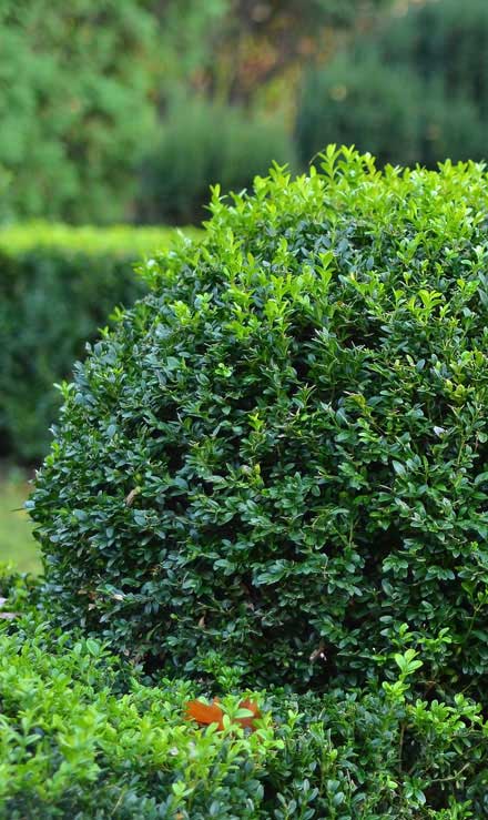 Bama's Landscaping LLC Commercial Shrubs & Hedges