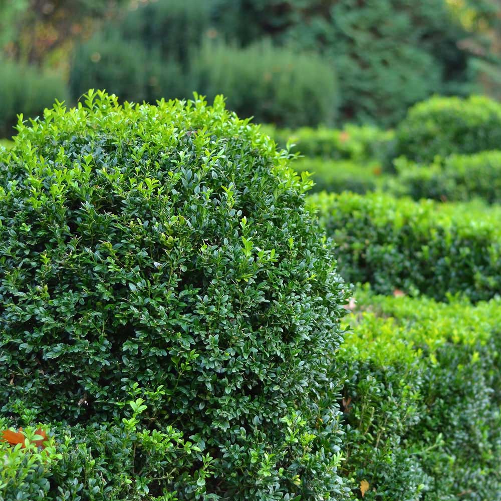 Shrubs & Hedges Service