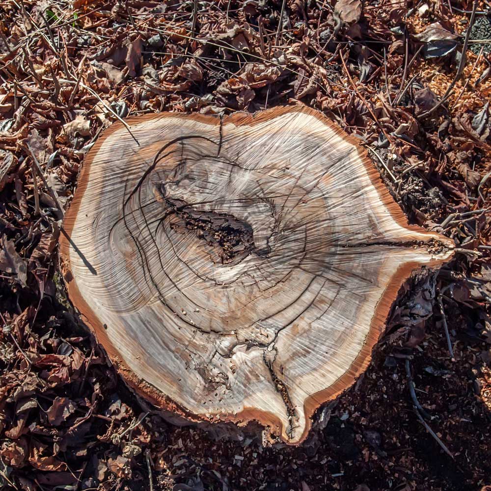 Tree Removal Service