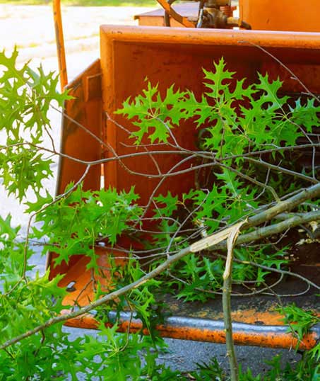 Bama's Landscaping LLC Commercial Tree Trimming