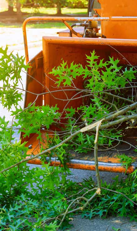 Bama's Landscaping LLC Commercial Tree Trimming