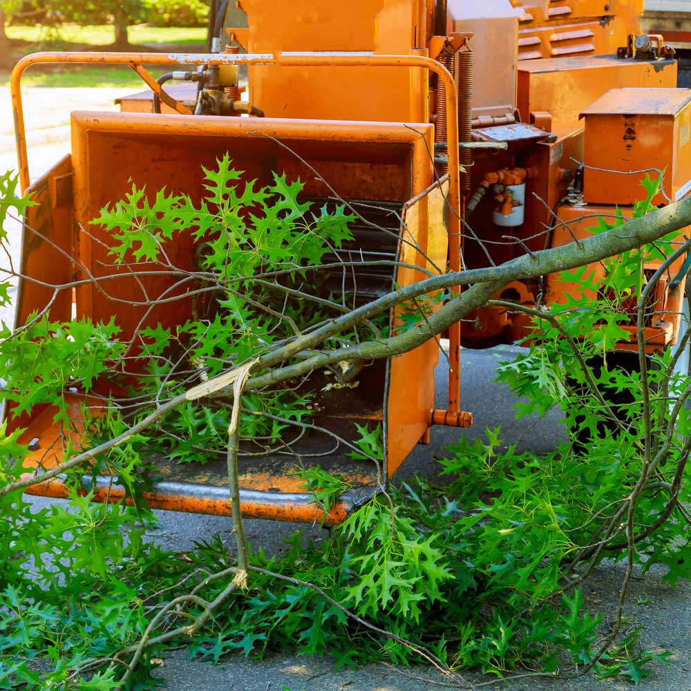 Tree Trimming Service
