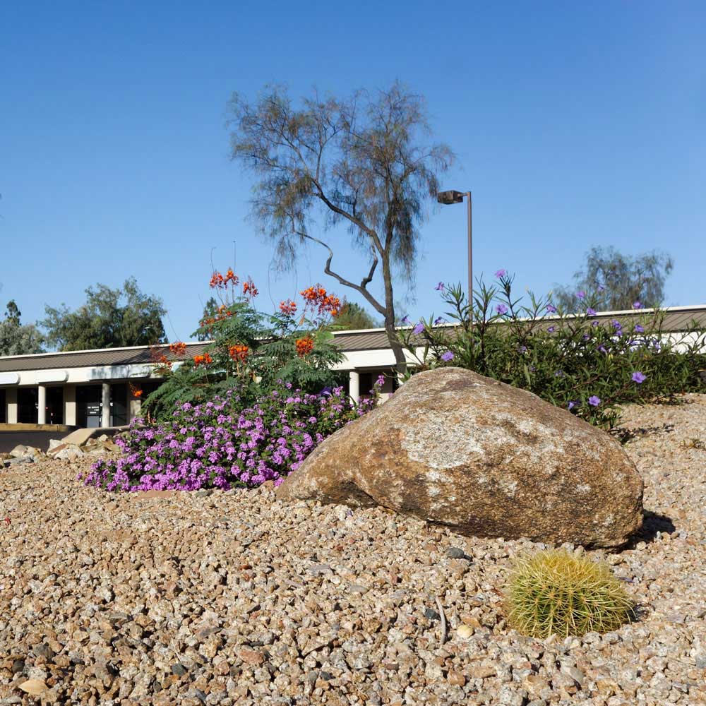 Xeriscaping Service